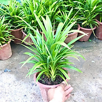 Cây lá nếp size trung bụi 3-4 gốc (ảnh thật)
