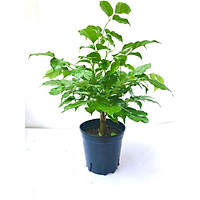 Cây hạnh phúc cao 40 cm (ảnh thật) - Cây phong thủy