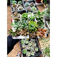 Combo 6 cây sen đá size mini ngẫu nhiên xuất vườn Đà Lạt