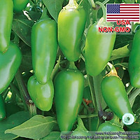 0.1Gr Hạt Giống Ớt Chịu Nhiệt Sai Trái Jalapeno (A2.102| C1*W41)