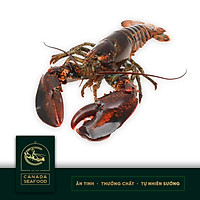 Tôm Hùm Tươi Sống Size ( 2,5KG - 3KG)