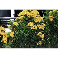Hoa mẫu đơn Mỹ hoa To màu vàng, bầu cây lớn, gửi đi nguyên bầu, hàng đang nụ hoặc sắp nụ