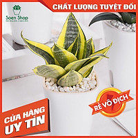 Cây lưỡi hổ vàng Hahnii - Tặng sỏi trang trí - Cây Phong Thủy