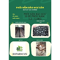 PHÔI NẤM BÀO NGƯ