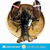 Tôm Hùm Alaska Sống Nhỏ ( 470gr - 500gr )