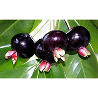 Cây giống Cherry Brazil. (Siêu sớm, giống chuẩn nhập khẩu).