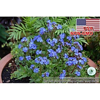 30h Hạt Giống Hoa Lưu Ly Siêu Lùn Châu Phi 30cm (C1.202| B9*V45)