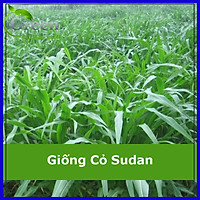 Hạt Giống Cỏ Chăn Nuôi Cỏ Lai Sudan Thích Hợp Nuôi Bò, Trâu, Dê, Cừu (100G)