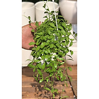 Chậu treo đô la hạt dưa mini