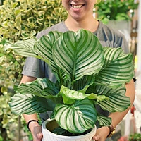 Cây đuôi công xanh táo cỡ to(50-60cm) lọc không khí, trang trí nhà cửa, quà tặng