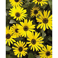 Tranh in màu decor trang trí Hoa Cúc4 _ African Daisy