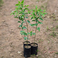 Cây long não, giống cây long não cao trên 1m, cây khỏe đẹp