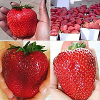 Hạt Giống Dâu Tây Đỏ Khổng Lồ Gói 50 Hạt