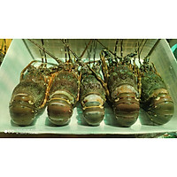 Tôm Hùm Ngộp Size 3-5 Con