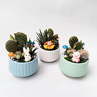 Chậu xương rồng mix nhiều loại siêu đẹp, xương rồng thanh sơn, xương ồng trứng chim, móng rồng, tiểu cảnh xương rồng đẹp