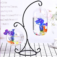 Bể cá mini đôi chữ X 10