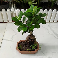 Cây Si Nhật SIÊU LÙN Bon Sai MINI ĐỂ BÀN SIÊU ĐẸP + Tặng 01 cây dâu da đất( bòn bon)