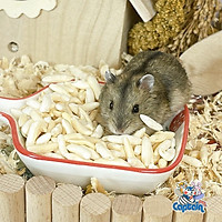 Bỏng gạo cho Hamster