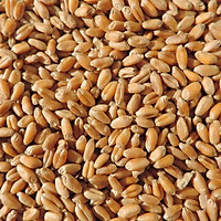 Hạt giống mầm cỏ Lúa Mạch, Cỏ mèo, Wheat grass (kg)