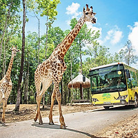 Vé Tham Quan Vinpearl Safari Phú Quốc