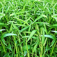 Hạt giống rau muống lá tre (100g/gói) Thuận Thành