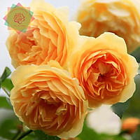 Cây hoa hồng ngoại Golden Celebration (leo) vàng cực thơm - Hoa hồng Thăng Long FLower