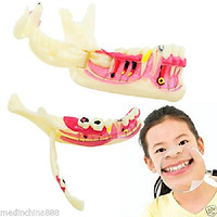 Dental Mandibular Tissue Teeth Demonstration Anatomical Study Teach Model