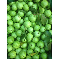 CÂY GIỐNG ỔI TỨ QUÝ (ỔI GĂNG, ỔI ĐÔNG DƯ) SIÊU NGON SIÊU QUẢ- CAM KÊT GIỐNG CHUẨN F1 + Tặng 01 cây dâu da đất( bòn bon)