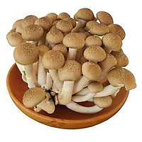 HCM- Nấm Linh Chi Nâu 125gr