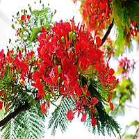 CÂY PHƯỢNG VĨ, CÂY GIỐNG MINH HUY