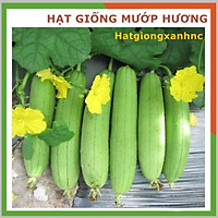 Hạt giống Mướp hương F1 siêu trái, gói 10 hạt, Rau củ quả trồng ban công, sân thượng, thùng xốp.