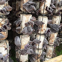 PHÔI NẤM MÈO