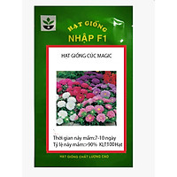 100 hạt giống hoa cúc magic nhiều màu