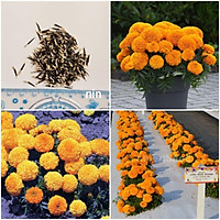 - Hạt giống Vạn thọ Mỹ F1 chuẩn lùn bông to màu cam - 10 hạt (ảnh hạt thật)