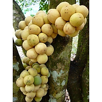 CÂY GIỐNG BÒN BON THÁI