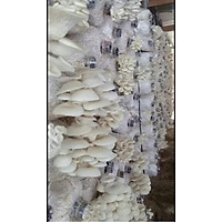 KIỆN HÀNG 5 PHÔI NẤM SÒ
