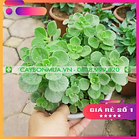 Cây Hương Thảo - Rosemary ( ảnh thật), Cây size trung thân già đã hóa gỗ cao 35-50cm