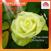 Hoa hồng Pháp Green Romantica Cây hoa hồng Pháp Green Romantica