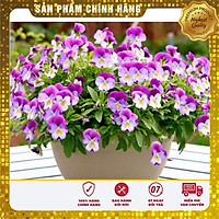 BỘ 2 gói hạt giống hoa bướm PANSY nhiều màu tặng kèm 01 gói phân bón