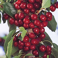 Cây cherry anh đào cao 1m có quả sau 6 tháng (Ảnh thật)