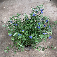 Cây mẫu đơn đỏ cao 30cm, cây dễ trồng và chăm sóc, ra hoa rực rỡ quanh năm thích hợp trồng ngoại thất