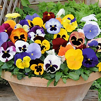 100 hạt giống hoa pansy nhiều màu
