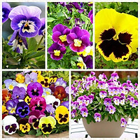 Gói 500 hạt giống hoa pansy nhiều màu (viola)