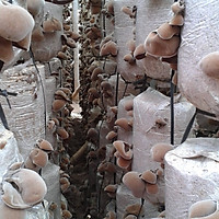 10 PHÔI NẤM MỘC NHĨ (NẤM MÈO )
