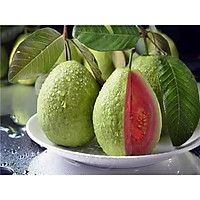 Ổi Ruby ruột đỏ không hạt Đài Loan