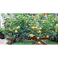 Cây quất mini cao 40 cm Loại 1 (ảnh thật) đang có quả nhỏ