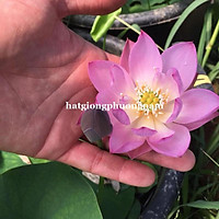 10H - HẠT GIỐNG HOA SEN MINI