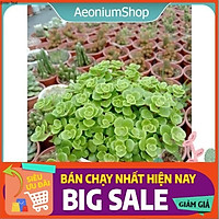 MỘT CHIẾC SEN ĐÁ SEDUM VẢY CÁ XINH HONG CẦN SON PHẤN M.A.C, 3CE, DIOR, BLACK ROUGE, BOBBI BROWN, ...