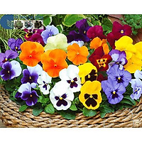 Hạt giống Hoa Bướm Păng Xê Nhiều Màu