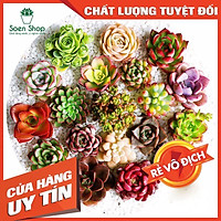 Combo 10 Sen Đá Mini Mix – Mẫu Bất Kì – Đường Kính Cây 2 – 3 Cm